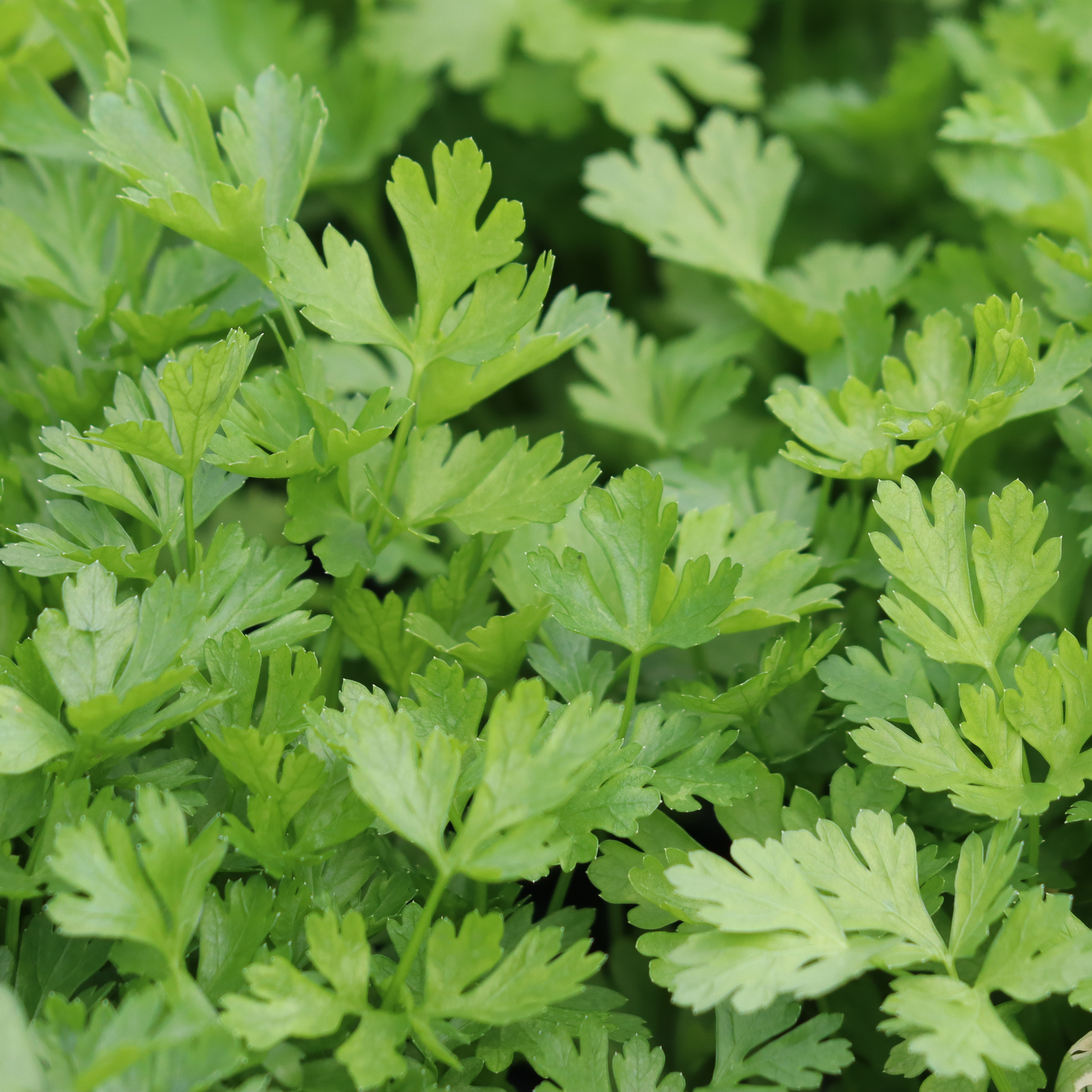 Parsley French